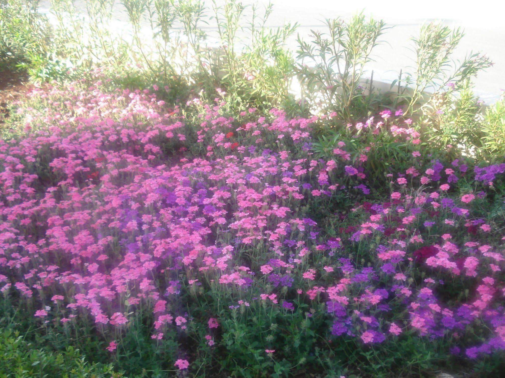 Akamas Health Farm & Spa Dhrousha Εξωτερικό φωτογραφία